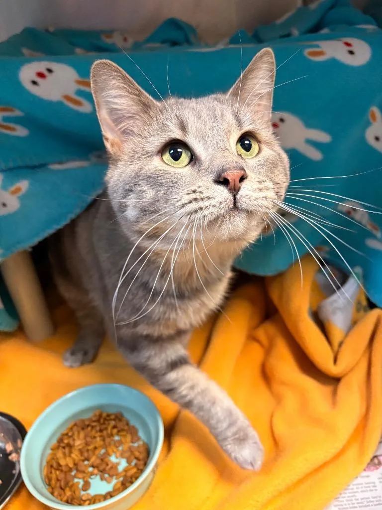 An adult small-sized male Domestic Short Hair cat named Pedro for adoption in Detroit, MI