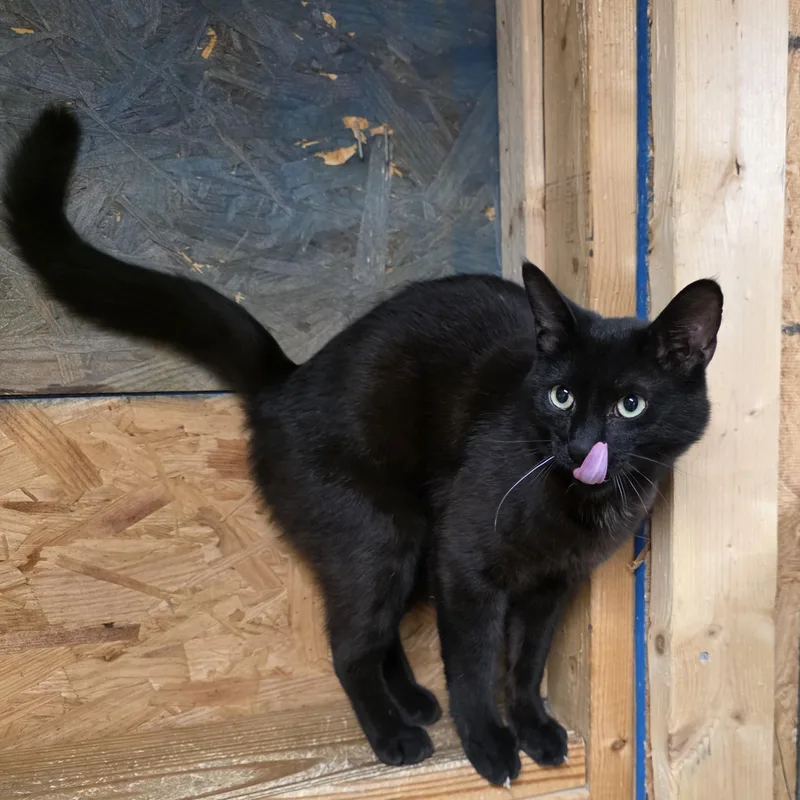 A young medium-sized male Black Domestic Short Hair cat named Magic for adoption in Richmond, VA