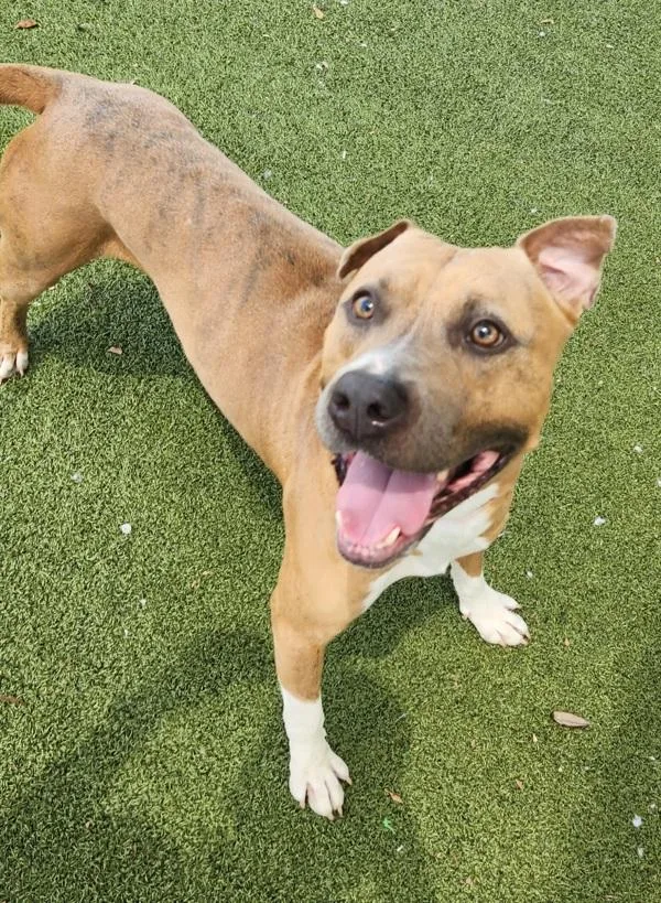 A young large-sized male Mixed Breed dog named Tyson for adoption in Austin, TX