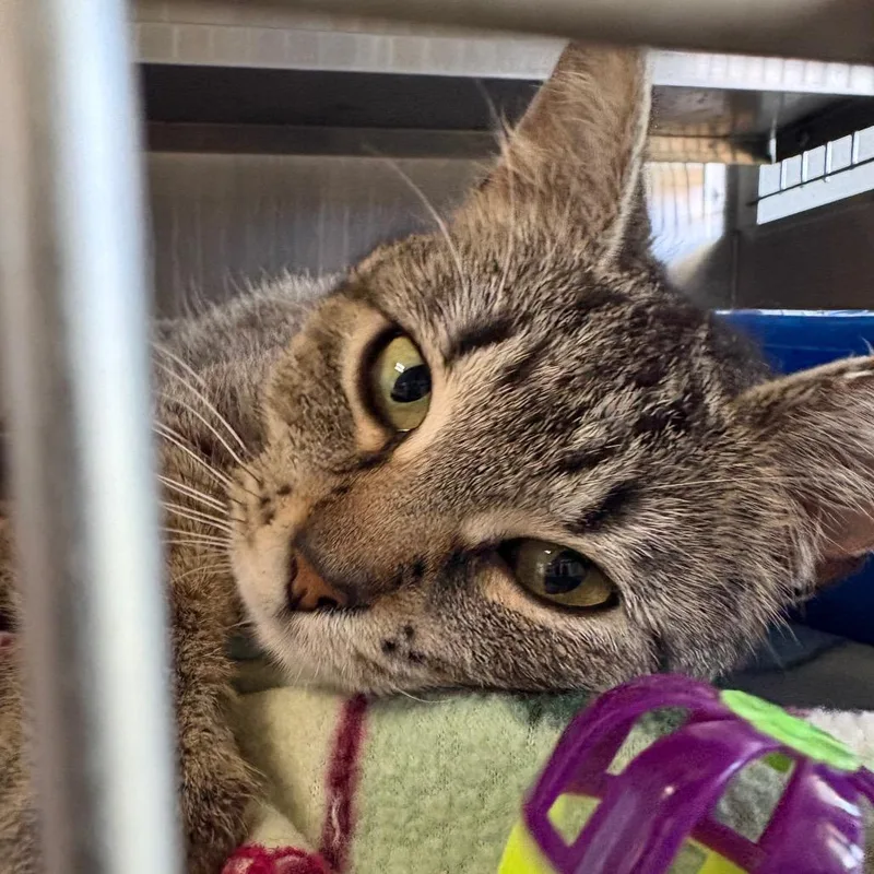A young medium-sized female Brown / Chocolate Domestic Short Hair cat named Zora for adoption in Springfield, IL