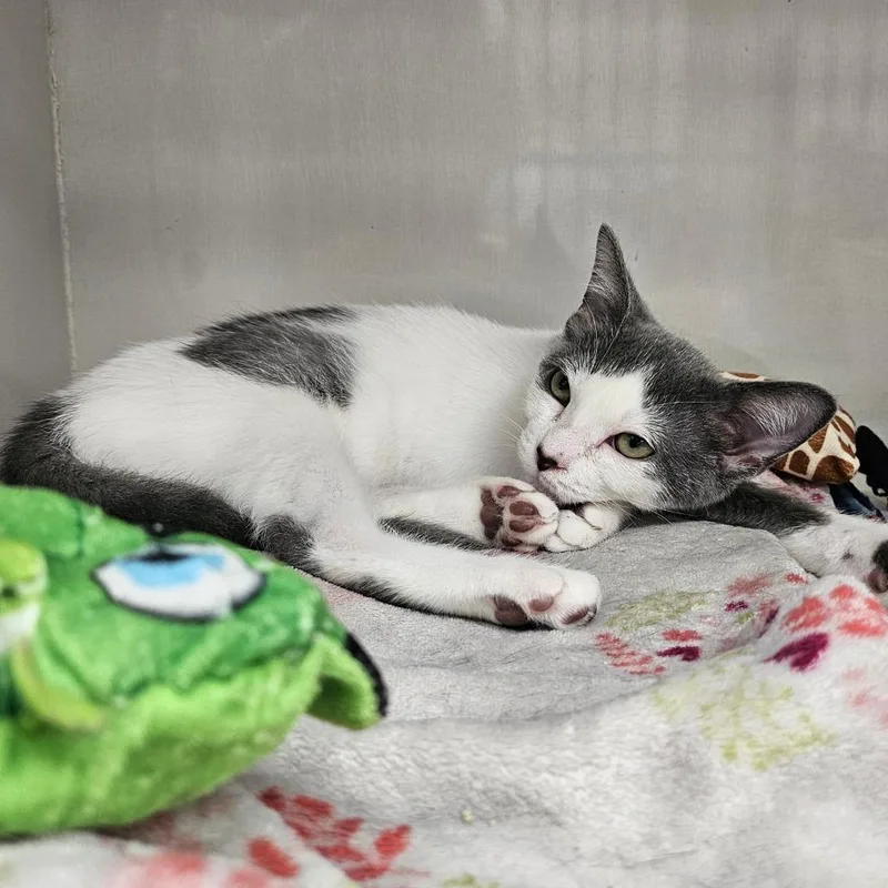 A baby small-sized male White Domestic Short Hair cat named Dipper for adoption in Monroe, MI