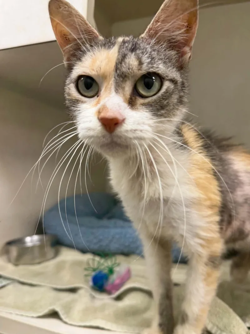 A young small-sized female Domestic Short Hair cat named Lani for adoption in Hagerstown, MD