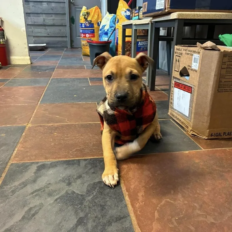 A young medium-sized male Yellow / Tan / Blond / Fawn Black Mouth Cur dog named Charlie for adoption in Laurel, MS