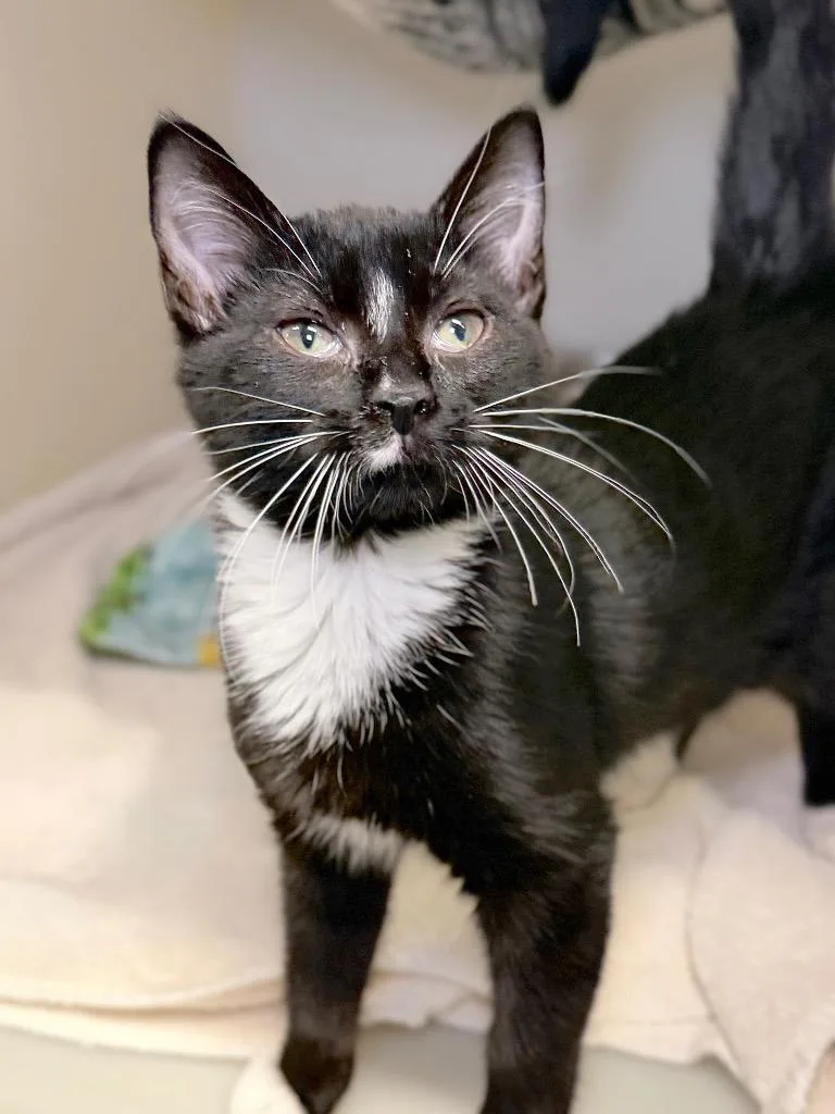 A baby medium-sized female Domestic Short Hair cat named Marie for adoption in Menomonie, WI