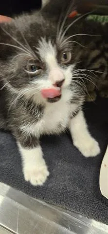 A baby small-sized male Domestic Short Hair cat named Mckinley for adoption in San Martin, CA