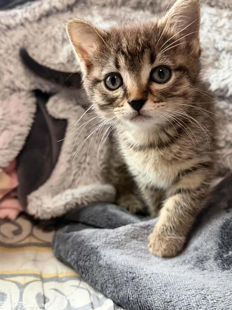 A baby medium-sized female Tabby (Gray / Blue / Silver) Tabby cat named Rice Krispies for adoption in Omaha, NE