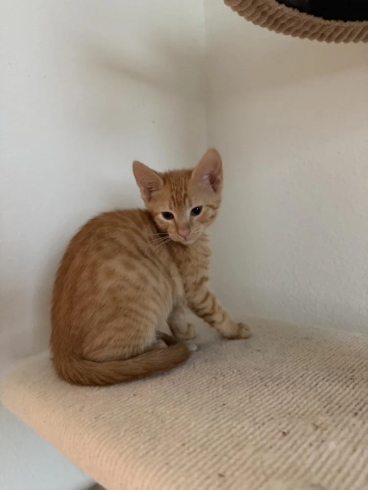 A baby small-sized male Tabby (Orange / Red) Domestic Short Hair cat named Mackerel for adoption in Brandon, FL