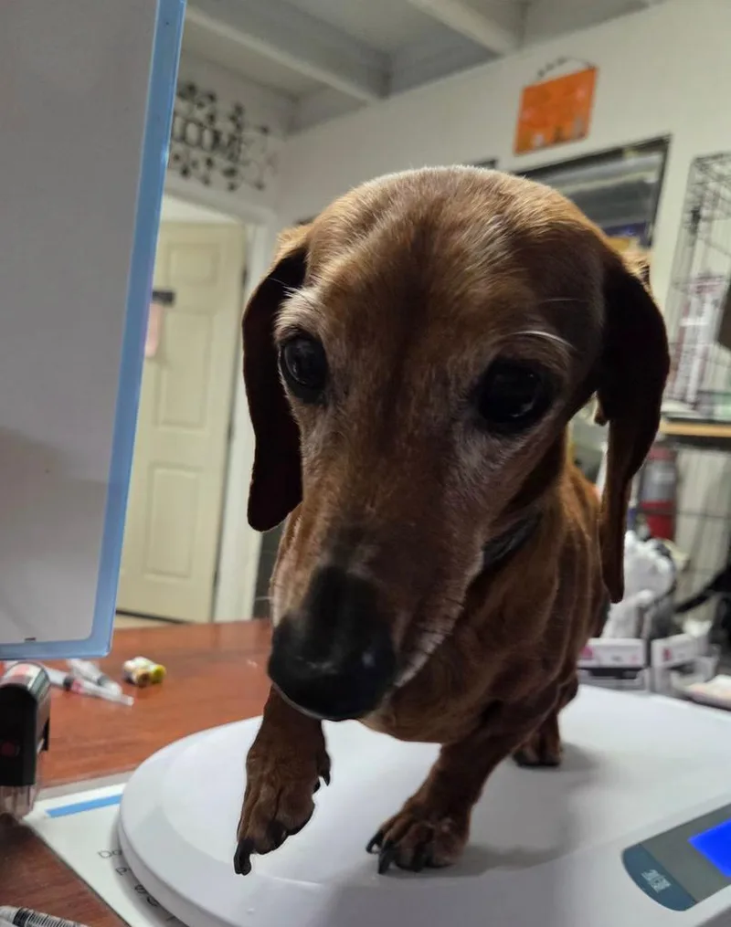 A senior small-sized male Dachshund dog named Tommy for adoption in Pahrump, NV