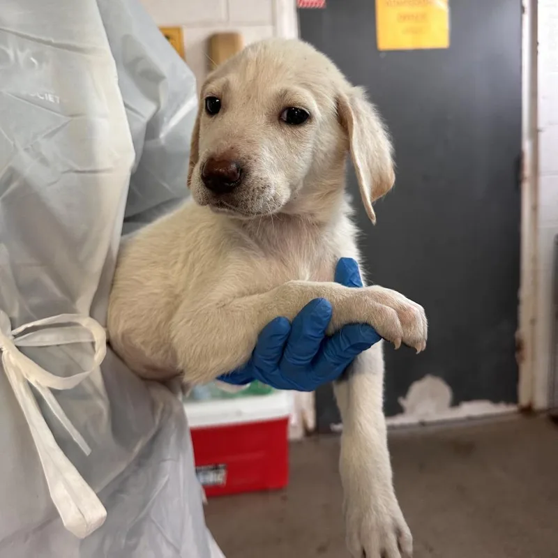 A baby medium-sized female White / Cream Shepherd dog named Versace for adoption in Edinburg, TX