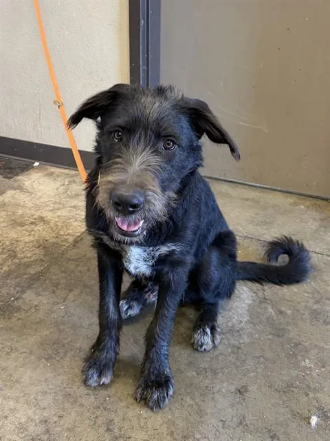 A young medium-sized male Irish Wolfhound dog named Blackie for adoption in Ontario, CA