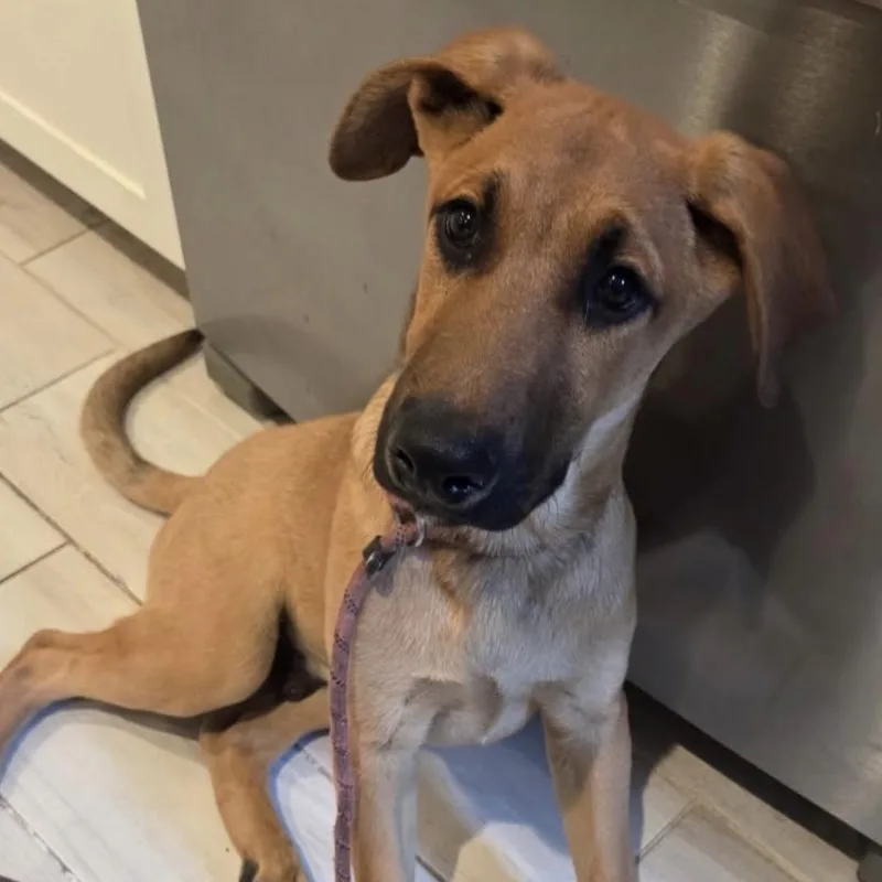 A young large-sized male Golden Black Mouth Cur dog named Moose for adoption in Westlake Village, CA