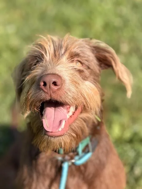 A baby large-sized male Chocolate Labrador Retriever dog named Hunter for adoption in Sparta, NJ