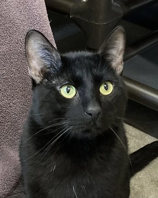 An adult small-sized male Domestic Short Hair cat named Jim Hopper for adoption in Novato, CA