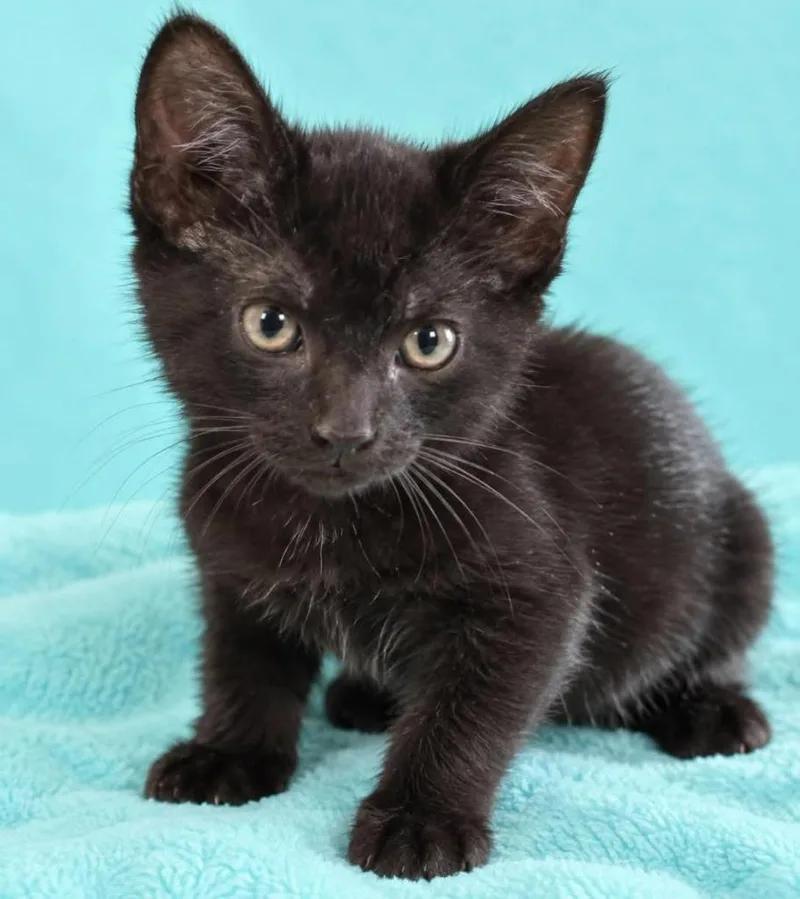 A baby small-sized female Domestic Short Hair cat named Gloria for adoption in Columbia, TN
