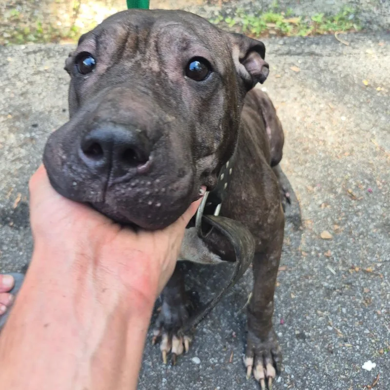 An adult medium-sized female Black Mixed Breed dog named StrayHarbisonCourt"Zena" for adoption in Columbus, GA