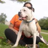 An adult large-sized male Mixed Breed dog named Tyson for adoption in Hilliard, OH