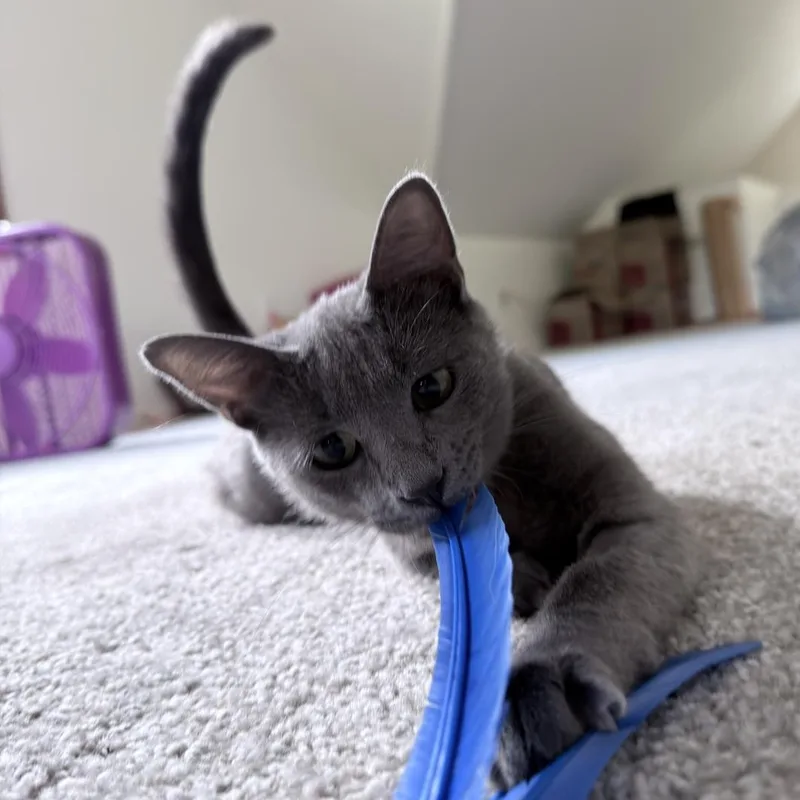 A young medium-sized female Domestic Short Hair cat named MamaLoon for adoption in Milwaukee, WI
