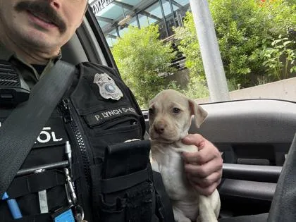 A baby small-sized female Mixed Breed dog named Dumpling for adoption in Seattle, WA