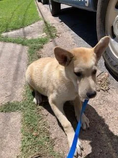 A young medium-sized male Mixed Breed dog named Cherio for adoption in Dallas, TX