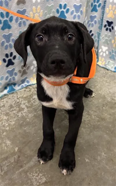 A baby small-sized male Labrador Retriever dog named Cookie for adoption in Rosenberg, TX