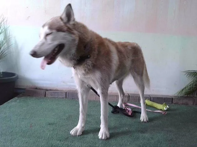 A young large-sized female Siberian Husky dog named Cookie for adoption in Baldwin Park, CA