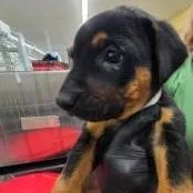 A baby large-sized male Brown / Chocolate Mixed Breed dog named Uzi for adoption in West Palm Beach, FL