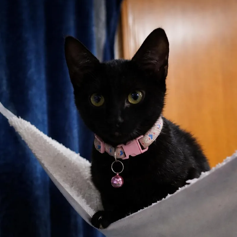 A baby small-sized female Black Domestic Short Hair cat named Iris for adoption in Madison, WI