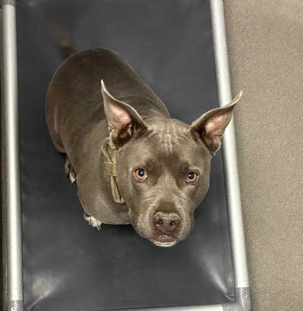 An adult large-sized male American Bully dog named Hippo Bobamus for adoption in Salt Lake City, UT