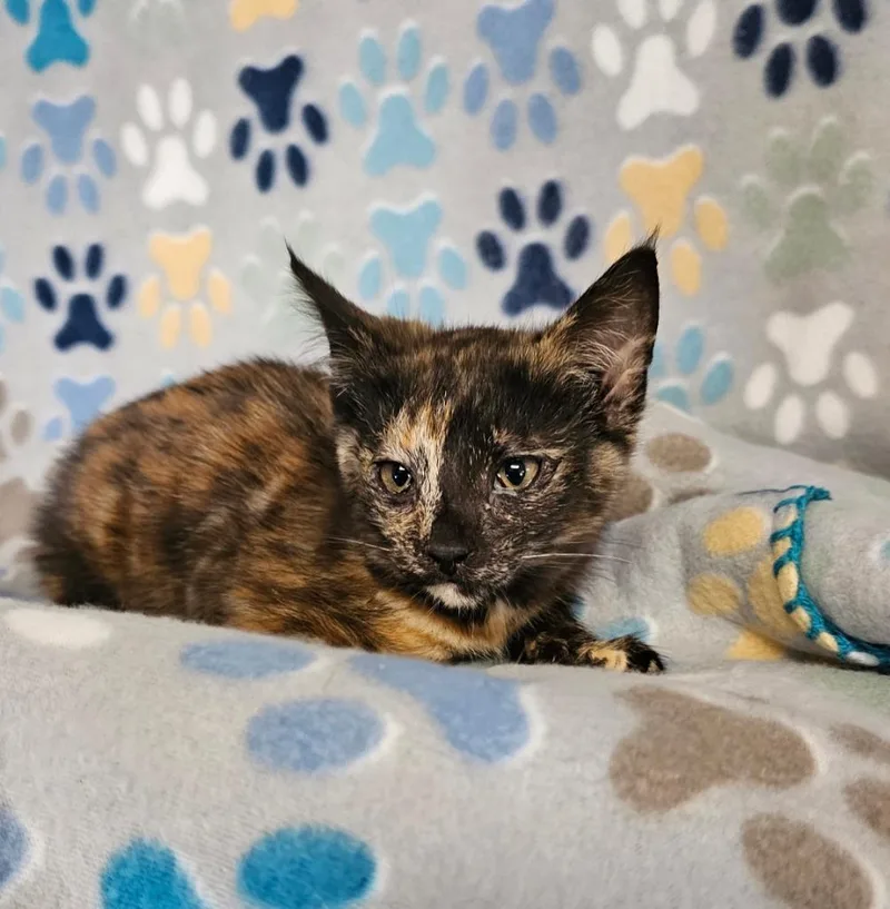 A baby small-sized female Domestic Short Hair cat named Sue for adoption in Wabash, IN