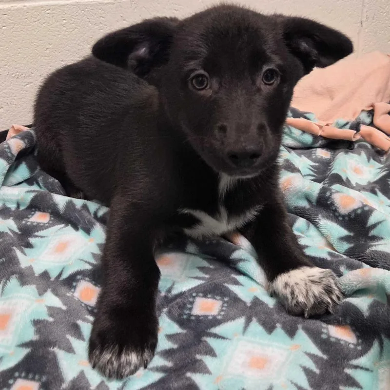 A baby small-sized male Black Cardigan Welsh Corgi dog named Sleepy for adoption in Beaumont, TX