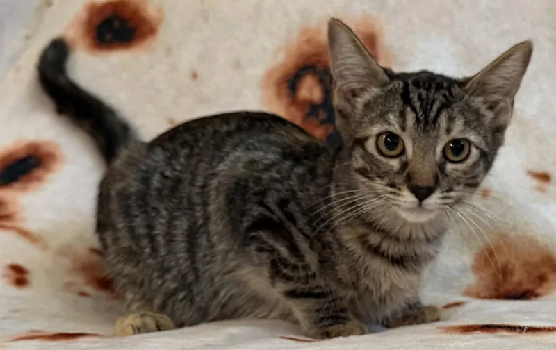 A baby small-sized female Gray / Blue / Silver Domestic Short Hair cat named Judy for adoption in Kansas City, MO