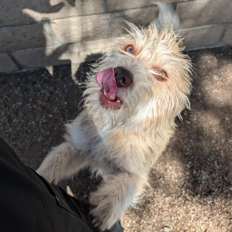 A young small-sized female Apricot / Beige Terrier dog named Sprinkle for adoption in Mountain Center, CA