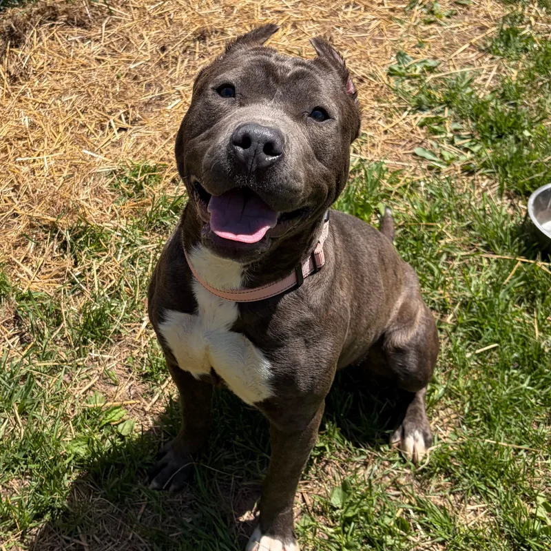 An adult medium-sized female Brindle Terrier dog named Dahlia for adoption in Syracuse, NY