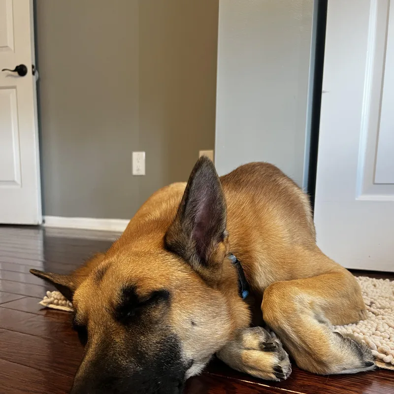 A young large-sized male Yellow / Tan / Blond / Fawn German Shepherd Dog dog named Loki for adoption in Cincinnati, OH