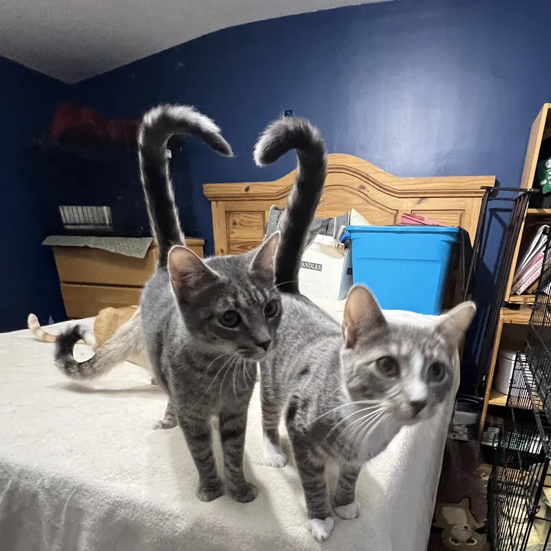 Otis And Olivia thumbnail 2