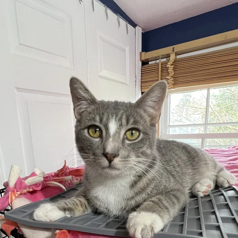 Otis And Olivia thumbnail 4