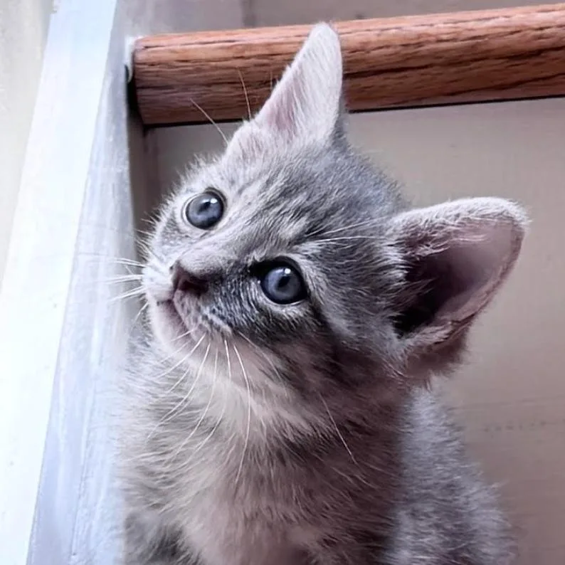 A baby small-sized male Gray / Blue / Silver Domestic Short Hair cat named Crackle for adoption in Chapel Hill, NC