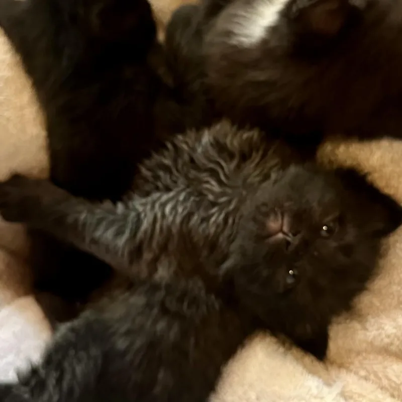 An adult medium-sized male Black Domestic Short Hair cat named Silver Fox for adoption in Aldie, VA