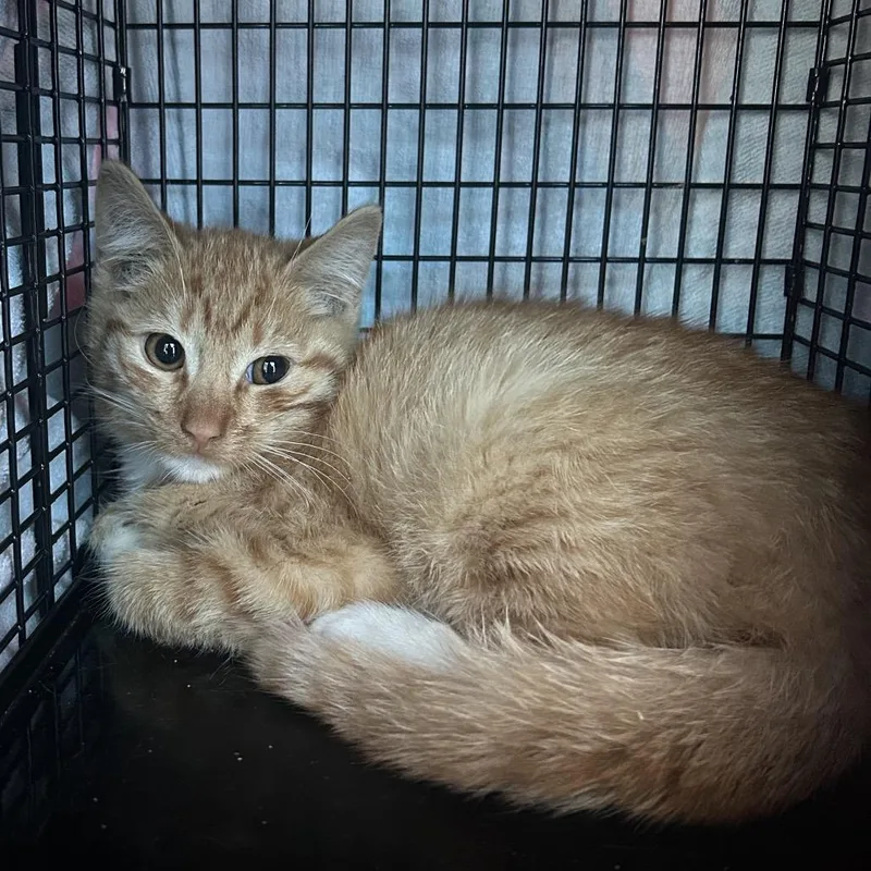A baby small-sized male Domestic Medium Hair cat named JackO'Lantern for adoption in Newark, NJ