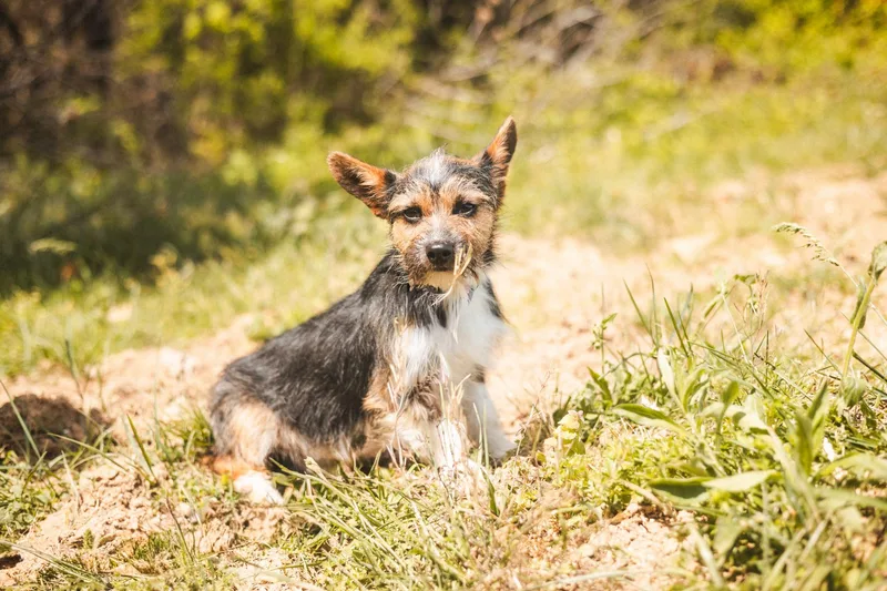 Ralphietransport thumbnail 2