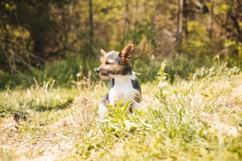 Ralphietransport thumbnail 3