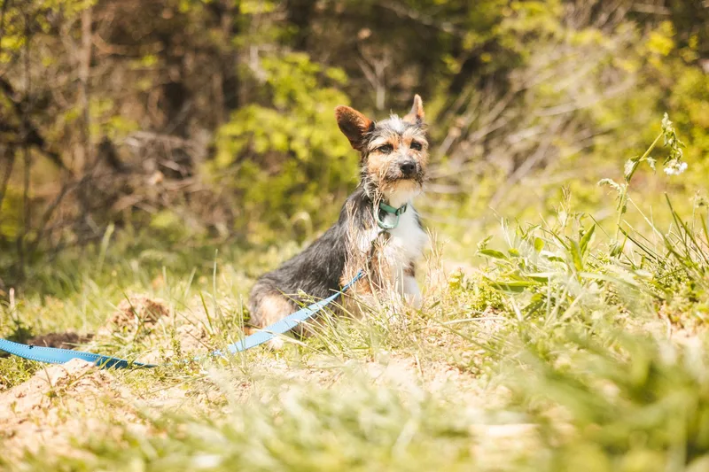 Ralphietransport thumbnail 5