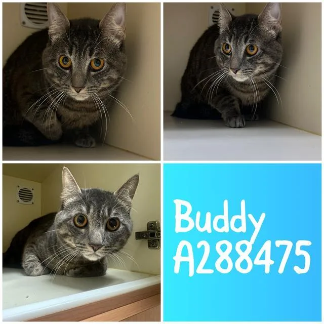 A young large-sized male Domestic Short Hair cat named Buddy for adoption in Macon, GA