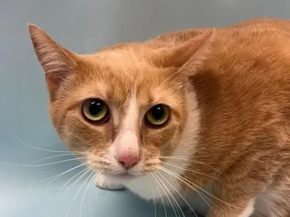An adult small-sized female Domestic Short Hair cat named Penny for adoption in Woodbury, MN