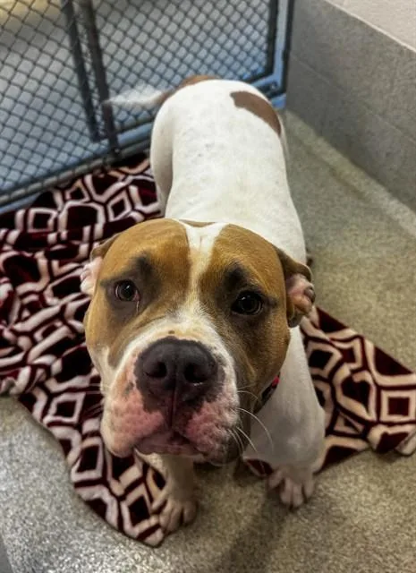A young medium-sized female Pit Bull Terrier dog named Erin for adoption in Statesville, NC