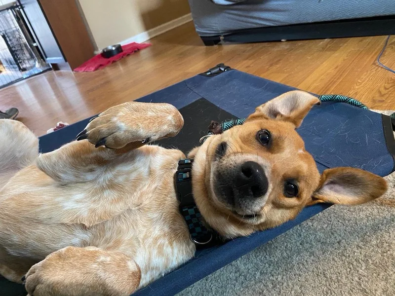 Pierogi