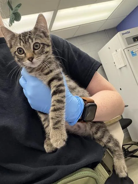 A baby small-sized female Domestic Short Hair cat named Odysseus for adoption in Omaha, NE