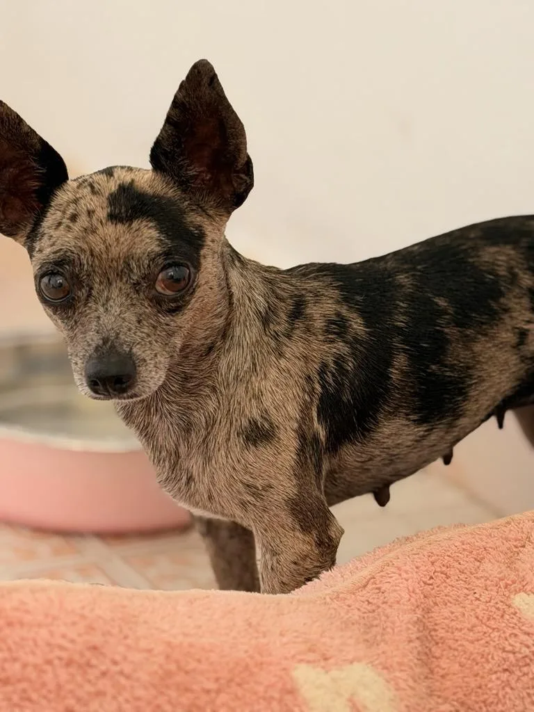 A baby small-sized female Merle (Blue) Chihuahua dog named Chica for adoption in Pleasant Valley, NY