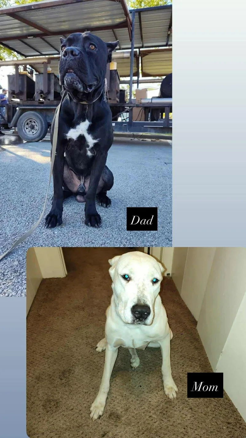 Cinnamon thumbnail 2