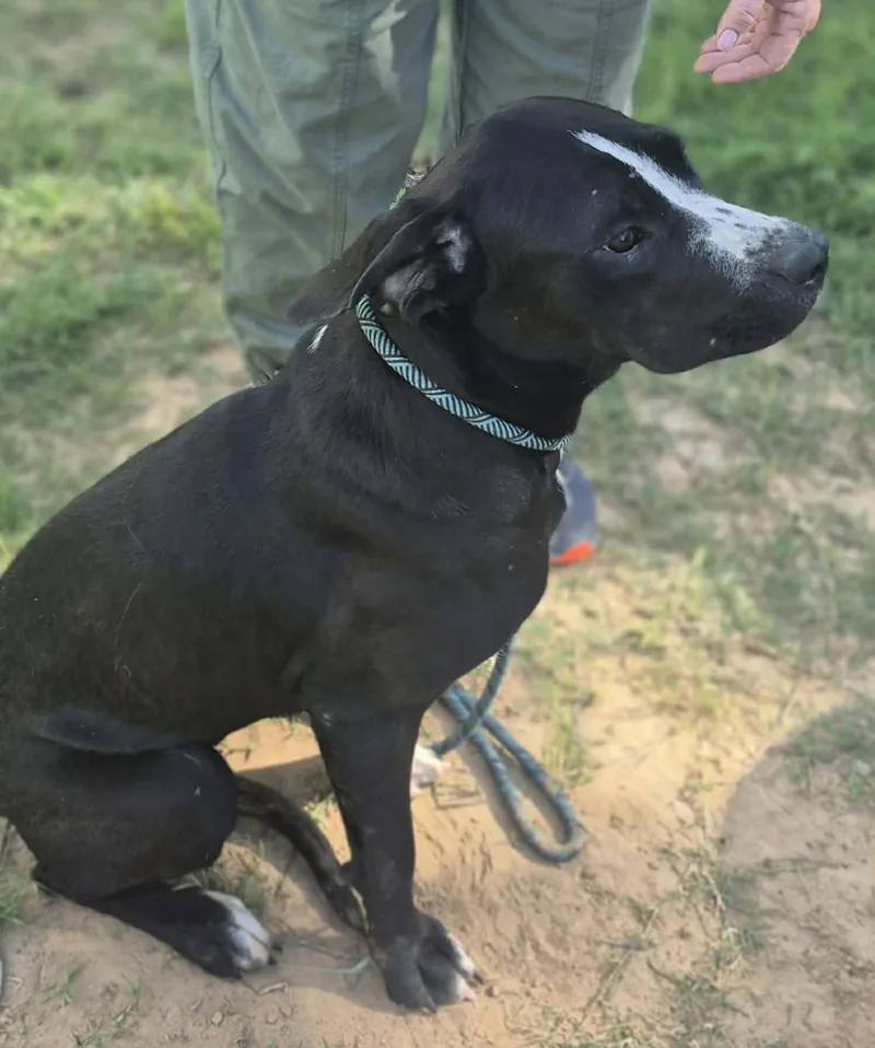 Cinnamon thumbnail 5